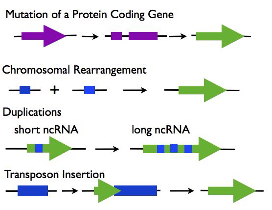 Long Noncoding RNA McManus Lab